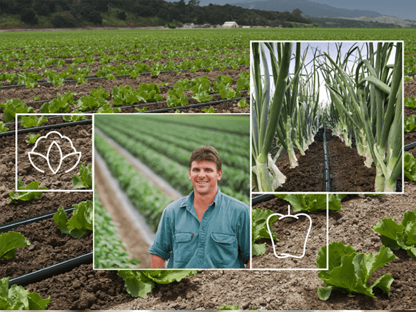 Open Field Vegetable Irrigation Solutions