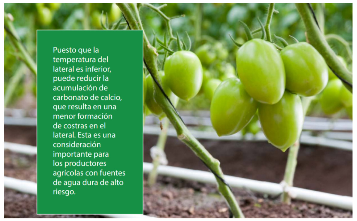 Greenhouse tomato's 