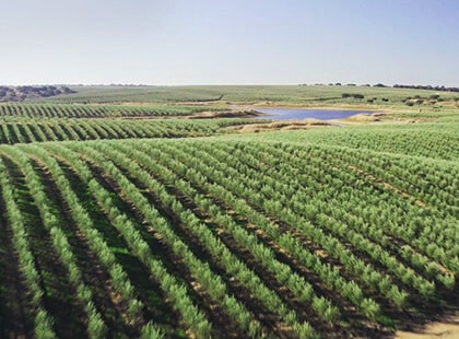 https://es.rivulis.com/wp-content/uploads/2022/07/large-scale-turnkey-irrigation-projects.jpg