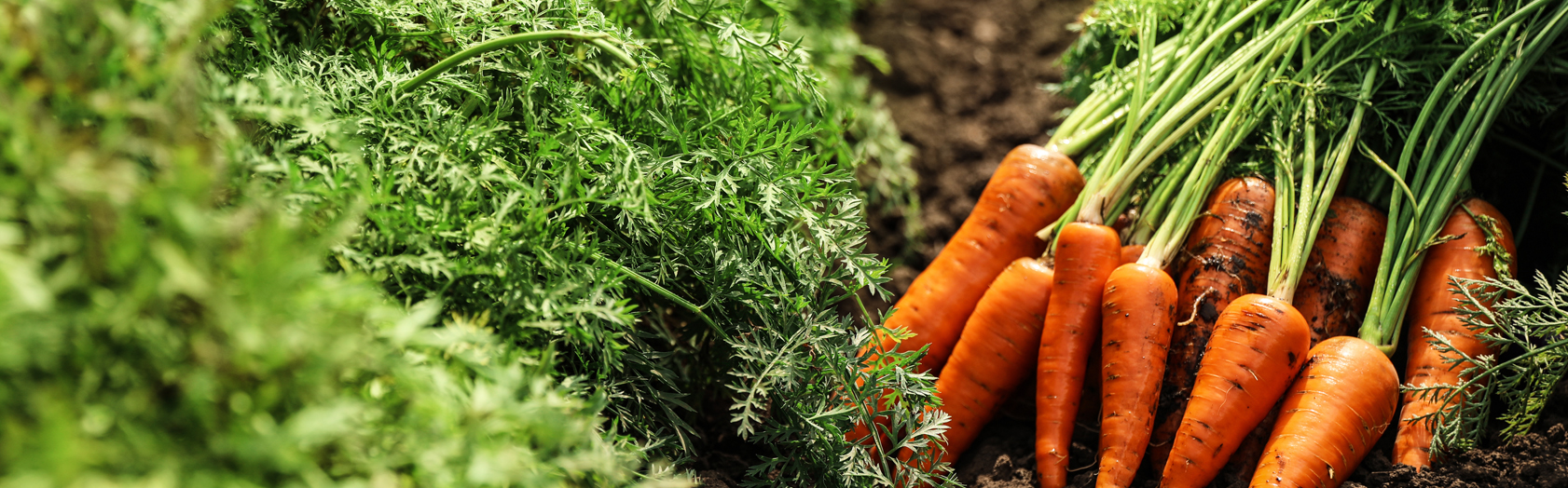 Caso de Estudio: Semilla de zanahoria germinada en suelo arcilloso.
