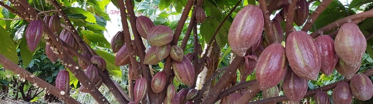 Crisis global del cacao abre nuevas oportunidades para el Perú